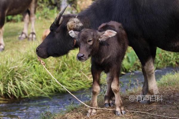 你是想了解散养水牛的管理要点，还是具体想知道如何合理配制青料和精料？