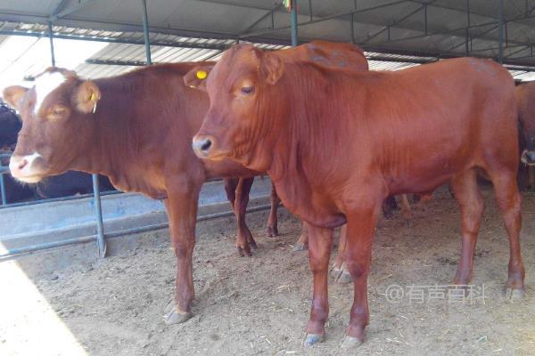 肉牛常见病及治疗：症状与对应治疗方法