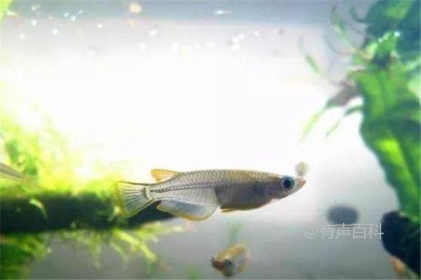 青鳉鱼养殖指南：如何在独立的养殖箱或水族箱中进行最佳养殖