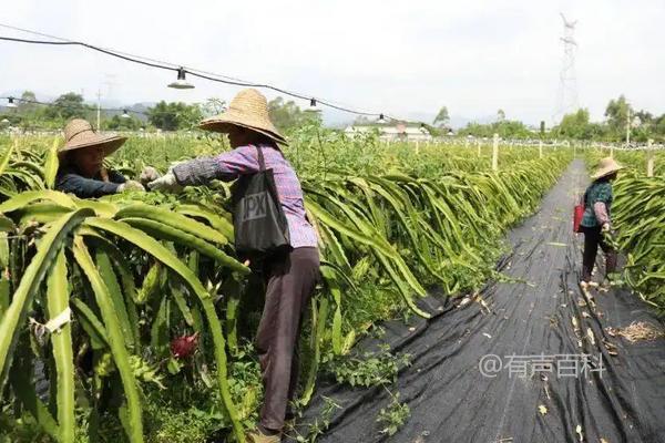 如何正确种植火龙果，需要注意以下几点