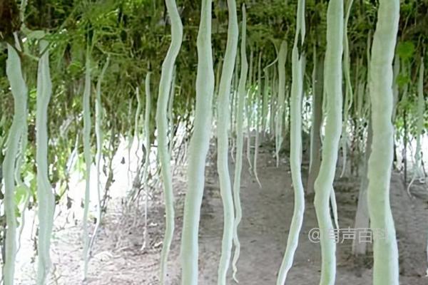 种植蛇豆的方法，露地种植技巧分享