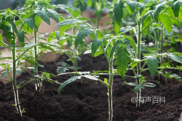 当你种植西红柿幼苗时，一个坑一般只能种植一棵。