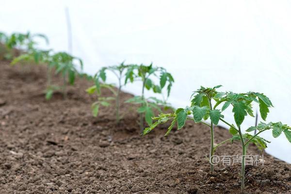 当你种植西红柿幼苗时，一个坑一般只能种植一棵。