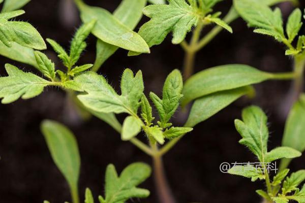 当你种植西红柿幼苗时，一个坑一般只能种植一棵。