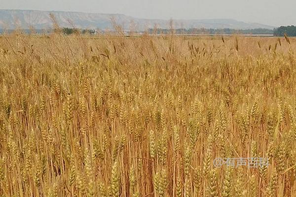 宁麦39小麦品种介绍，种植密度为每亩15万至16万基本苗