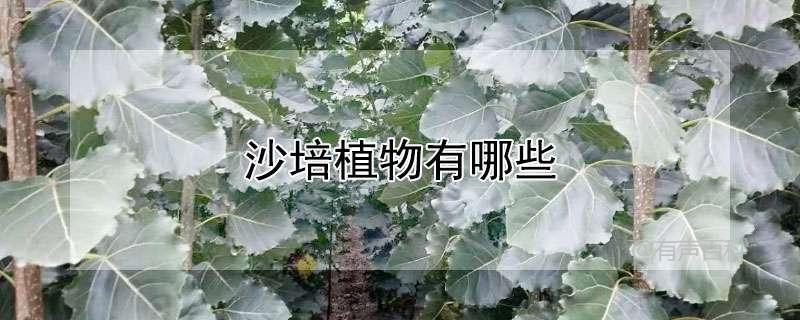 柠檬树种子的播种量，应该是多少？