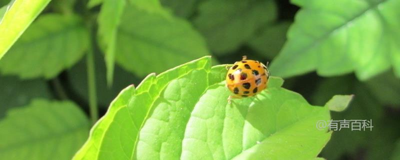 18星瓢虫的食物及属性：是益虫还是害虫？