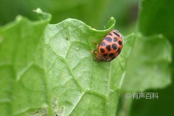 18星瓢虫的食物及属性：是益虫还是害虫？