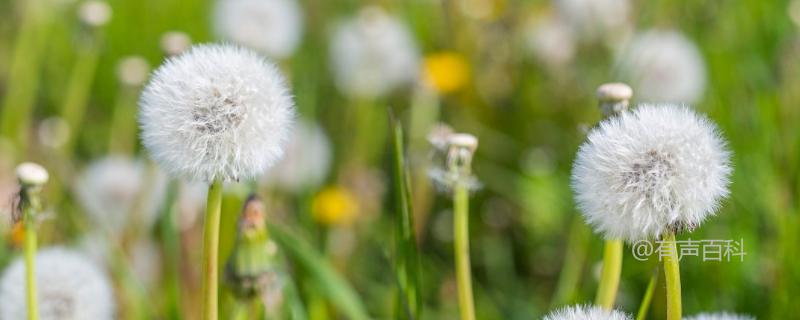 蒲公英的别名、种植时间及注意事项