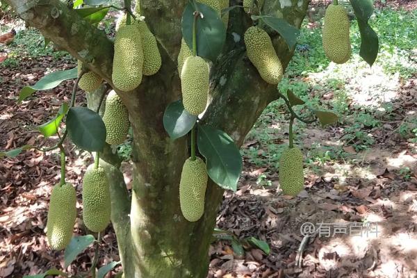 广东地区适合种植榴莲吗？