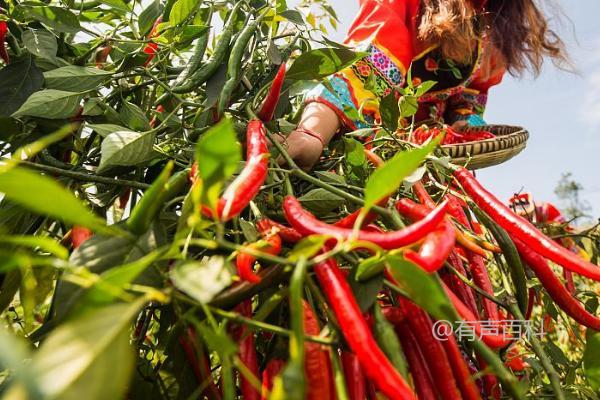 种植高产辣椒的有效方法，科学倒茬至关重要