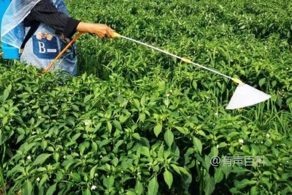 种植高产辣椒的有效方法，科学倒茬至关重要