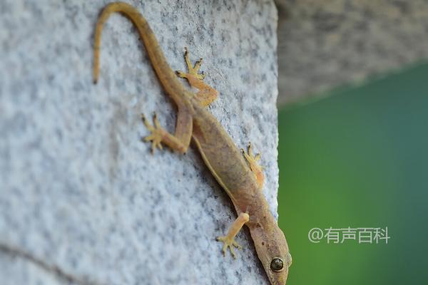 壁虎断尾次数与频率的研究