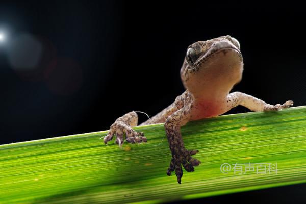 壁虎断尾次数与频率的研究