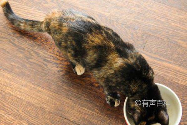 如何解决猫咪贫血问题：喂养高铁食物如猪肝、肉等