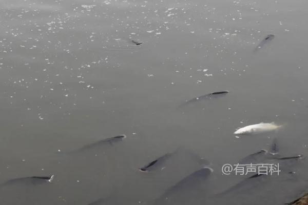 鱼浮头的原因及缺氧时浮出水面呼吸