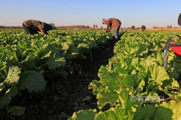 根据百度SEO规范，可以将文章标题修改为：白菜病虫害防治方法及不同病害的专属防治措施