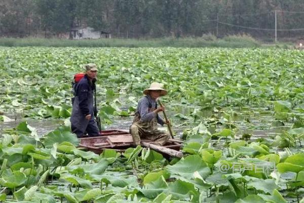 20亩莲藕种植总投资及成本预估