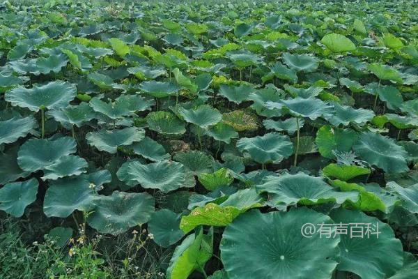 20亩莲藕种植总投资及成本预估