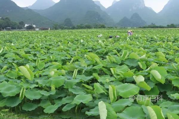 20亩莲藕种植总投资及成本预估