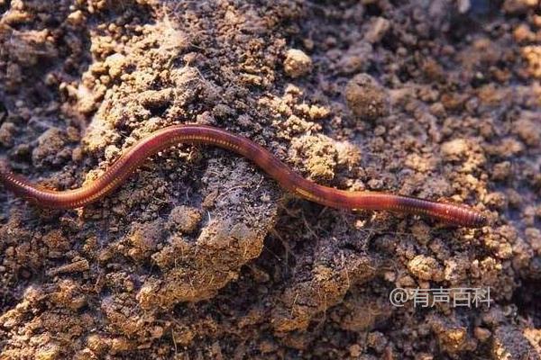 蚯蚓养殖技术，采用露天堆肥方式提高产值