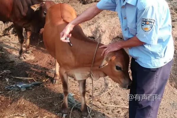 教你正确给牛进行打针的方法与步骤，附带图片示范