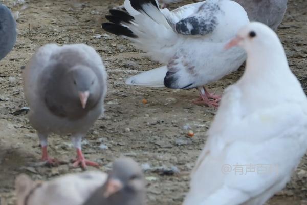 # 中药配方：鸽子的草药疗法