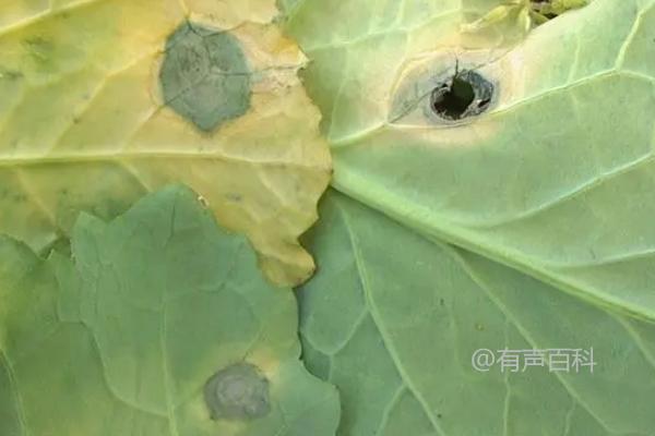 油菜病害防治方法分享