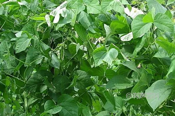 芸豆种植技巧：为何要及时打顶，避免植株过度生长