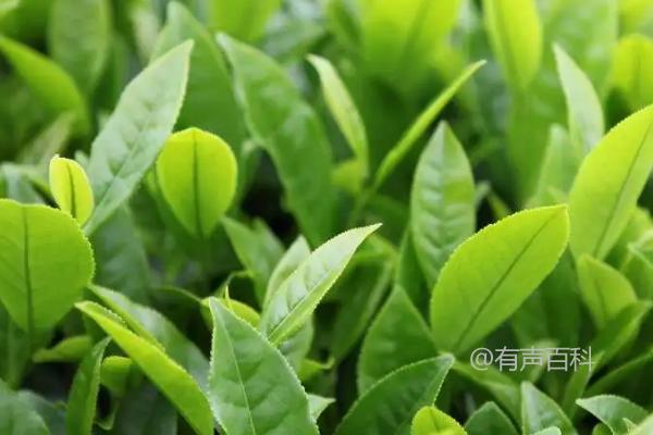 春季如何催芽茶叶，开沟施40-60公斤茶叶专用肥可行吗？