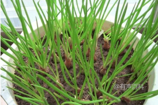 小香葱盆栽种植方法，简单易学的小香葱种植技巧