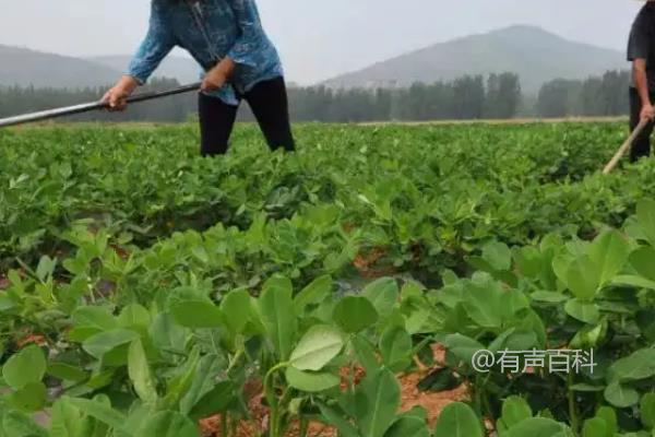 花生的种植技术及药物防治方法