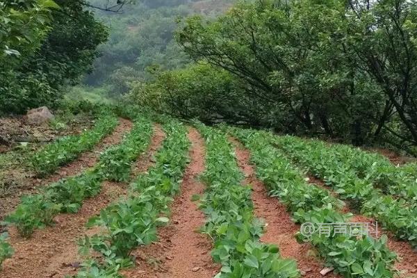 花生的种植技术及药物防治方法