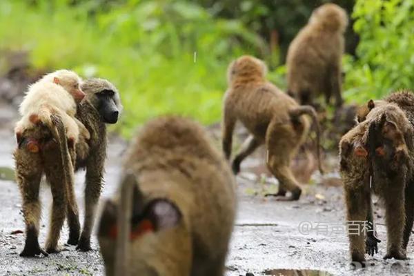 哪些动物属于杂食性动物？猪、鸡、鸭和鱼等都是杂食性动物