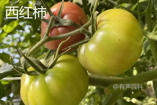 6月种什么菜最适合？ - 详细指导