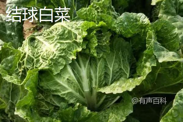 原始大白菜的品种和类型 - 详细介绍