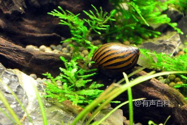 浮游生物藻类是斑马螺的主要食物来源