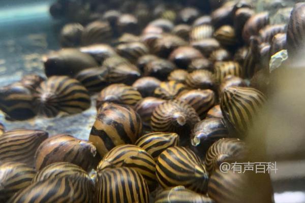 浮游生物藻类是斑马螺的主要食物来源