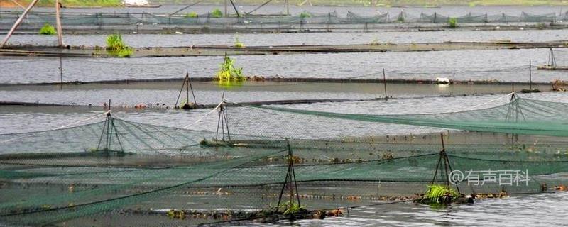 网箱养鱼技术：不同鱼种的饲料选择要点