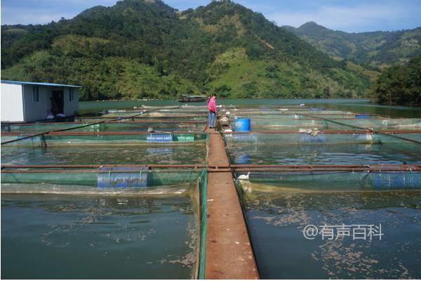 网箱养鱼技术：不同鱼种的饲料选择要点