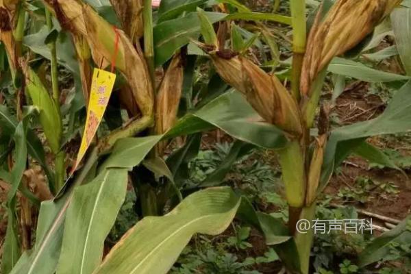 # 新品种推出：高产玉米种植技巧分享