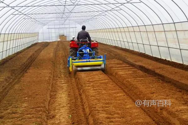 种植黄瓜的起垄尺寸及注意事项