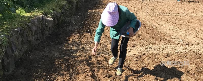 《油菜种植技巧：播撒种子的方法详解》