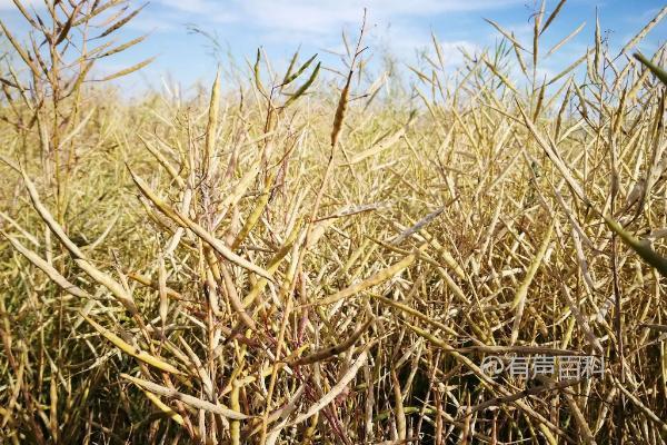 《油菜种植技巧：播撒种子的方法详解》