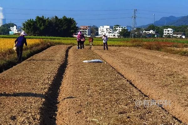 《油菜种植技巧：播撒种子的方法详解》