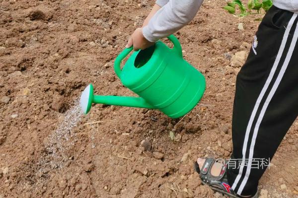 《油菜种植技巧：播撒种子的方法详解》