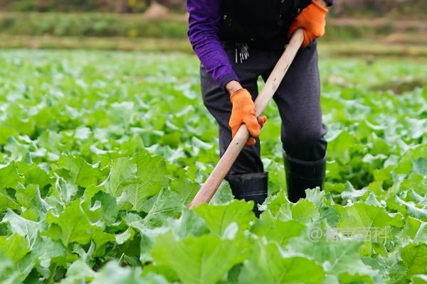 《油菜种植技巧：播撒种子的方法详解》