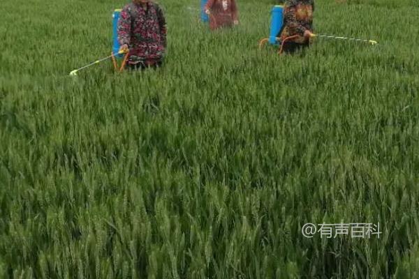 小麦成熟前是否需要喷洒农药?