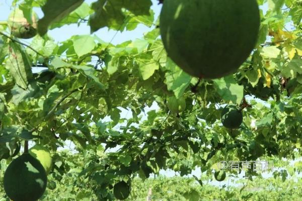 瓜蒌种植技巧，种子繁殖和分根繁殖两种方式可选