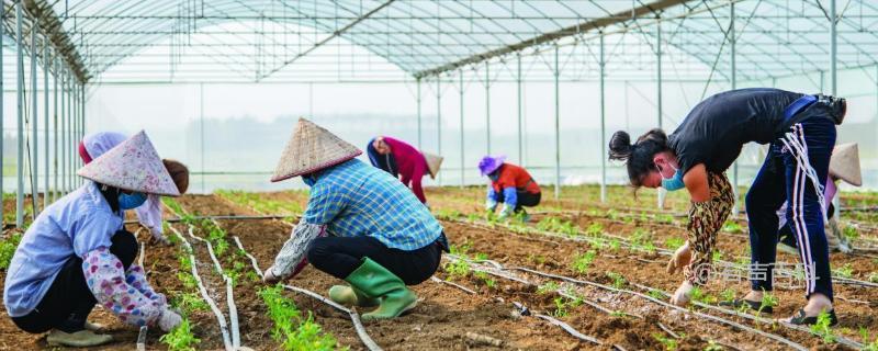 蔬菜栽培技巧：不同蔬菜品种适宜的种植时间